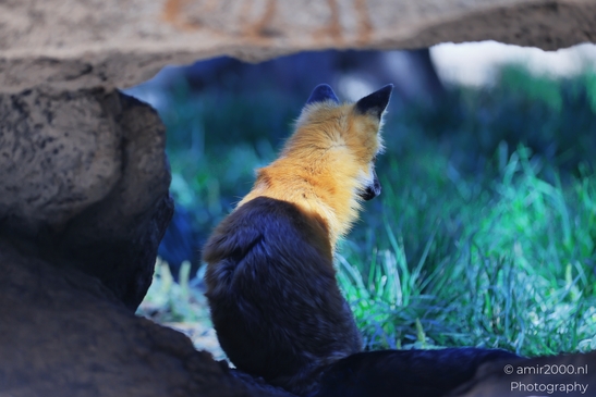 Red_Fox_Bearizona_Wildlife_Park_Arizona_Animal_Photography_Western_Usa_Nature_Photography_Canon_EOS_R5_Mark_II_2025_001.JPG