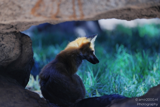 Red_Fox_Bearizona_Wildlife_Park_Arizona_Animal_Photography_Western_Usa_Nature_Photography_Canon_EOS_R5_Mark_II_2025_002.JPG