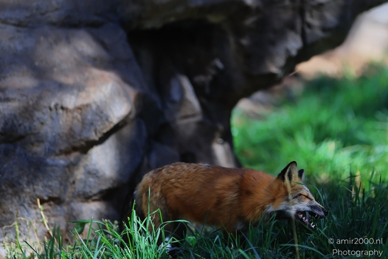 Red_Fox_Bearizona_Wildlife_Park_Arizona_Animal_Photography_Western_Usa_Nature_Photography_Canon_EOS_R5_Mark_II_2025_003.JPG