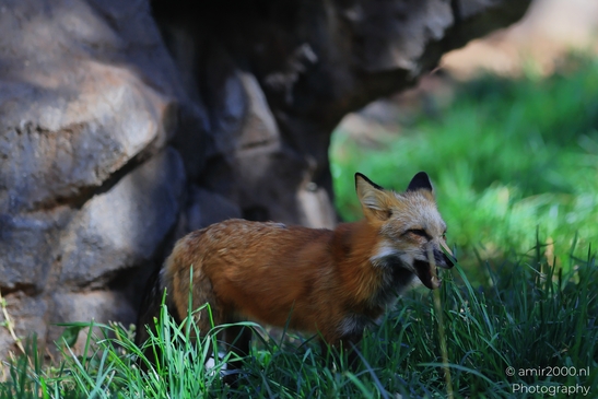 Red_Fox_Bearizona_Wildlife_Park_Arizona_Animal_Photography_Western_Usa_Nature_Photography_Canon_EOS_R5_Mark_II_2025_004.JPG