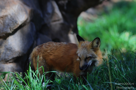 Red_Fox_Bearizona_Wildlife_Park_Arizona_Animal_Photography_Western_Usa_Nature_Photography_Canon_EOS_R5_Mark_II_2025_005.JPG
