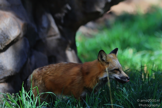 Red_Fox_Bearizona_Wildlife_Park_Arizona_Animal_Photography_Western_Usa_Nature_Photography_Canon_EOS_R5_Mark_II_2025_006.JPG