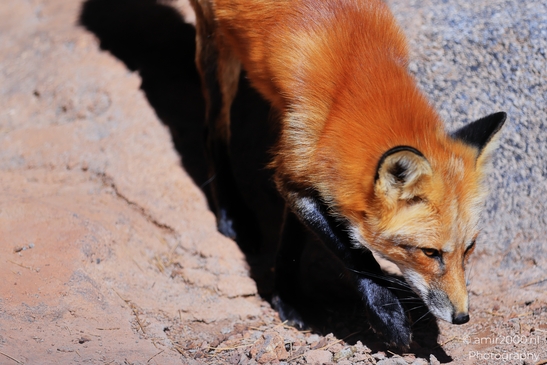 Red_Fox_Bearizona_Wildlife_Park_Arizona_Animal_Photography_Western_Usa_Nature_Photography_Canon_EOS_R5_Mark_II_2025_007.JPG