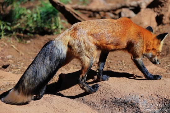 Western USA Nature – Canyons and Deserts | Amir Darzi