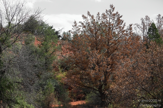 Red_Rock_State_Park_Sedona_Arizona_USA_Western_USA_Nature_Photography_Canon_EOS_R5_Mark_II_2025_032.JPG
