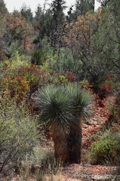 Red_Rock_State_Park_Sedona_Arizona_USA_Western_USA_Nature_Photography_Canon_EOS_R5_Mark_II_2025_054.JPG