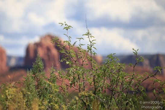 Red_Rock_State_Park_Sedona_Arizona_USA_Western_USA_Nature_Photography_Canon_EOS_R5_Mark_II_2025_059.JPG