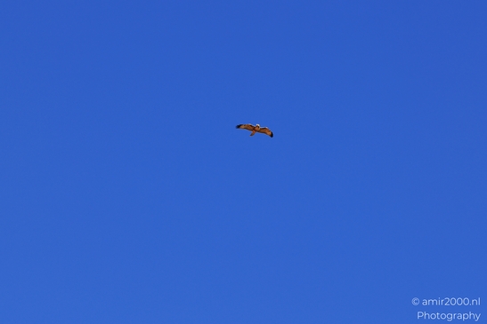 Red_Tailed_Hawk_Soaring_in_Colorado_Birds_Photography_Western_USA_Nature_Photography_Canon_EOS_R5_Mark_II_2025_001.JPG