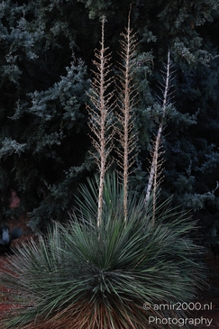 Red_yucca_Hesperaloe_parviflora_Plant_Sedona_Arizona_USA_Western_USA_Nature_Photography_Canon_EOS_R5_Mark_II_2025_001.JPG