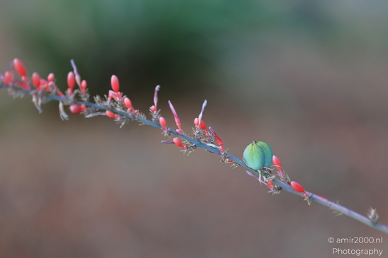 Red_yucca_Hesperaloe_parviflora_Plant_Sedona_Arizona_USA_Western_USA_Nature_Photography_Canon_EOS_R5_Mark_II_2025_002.JPG
