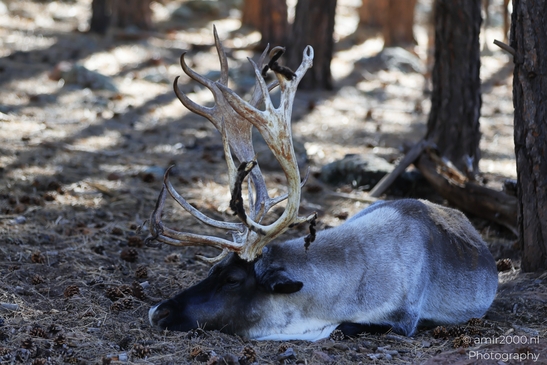 Resting_Reindeer_In_Forest_Bearizona_Wildlife_Park_Arizona_Animal_Photography_Western_Usa_Nature_Photography_Canon_EOS_R5_Mark_II_2025_001.JPG