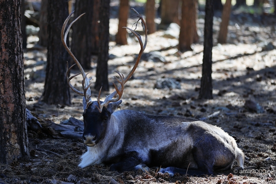 Resting_Reindeer_In_Forest_Bearizona_Wildlife_Park_Arizona_Animal_Photography_Western_Usa_Nature_Photography_Canon_EOS_R5_Mark_II_2025_002.JPG