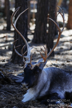 Resting_Reindeer_In_Forest_Bearizona_Wildlife_Park_Arizona_Animal_Photography_Western_Usa_Nature_Photography_Canon_EOS_R5_Mark_II_2025_003.JPG