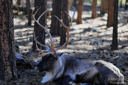 Resting_Reindeer_In_Forest_Bearizona_Wildlife_Park_Arizona_Animal_Photography_Western_Usa_Nature_Photography_Canon_EOS_R5_Mark_II_2025_004.JPG