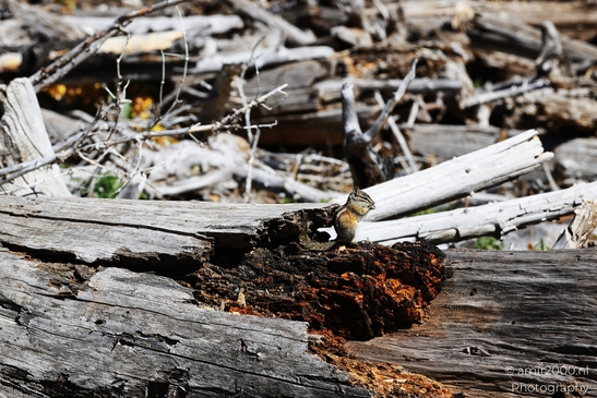 Squirrel_On_A_Log_In_Maroon_Bells_Aspen_Colorado_Animal_Photography_Western_USA_Nature_Photography_Canon_EOS_R5_Mark_II_2025_002.JPG