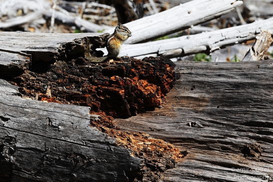 Squirrel_On_A_Log_In_Maroon_Bells_Aspen_Colorado_Animal_Photography_Western_USA_Nature_Photography_Canon_EOS_R5_Mark_II_2025_003.JPG