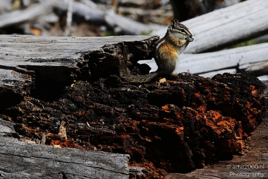 Squirrel_On_A_Log_In_Maroon_Bells_Aspen_Colorado_Animal_Photography_Western_USA_Nature_Photography_Canon_EOS_R5_Mark_II_2025_004.JPG