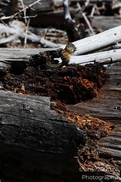 Squirrel_On_A_Log_In_Maroon_Bells_Aspen_Colorado_Animal_Photography_Western_USA_Nature_Photography_Canon_EOS_R5_Mark_II_2025_005.JPG