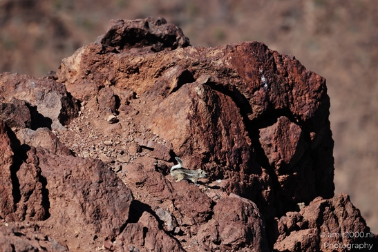 Squirrel_around_Lake_Mead_Animal_Photography_Western_Usa_Nature_Photography_Canon_EOS_R5_Mark_II_2025_001.JPG
