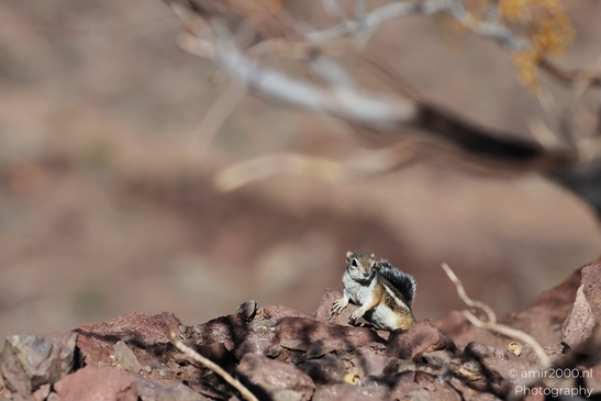 Squirrel_around_Lake_Mead_Animal_Photography_Western_Usa_Nature_Photography_Canon_EOS_R5_Mark_II_2025_002.JPG