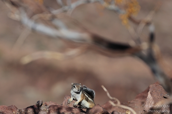 Squirrel_around_Lake_Mead_Animal_Photography_Western_Usa_Nature_Photography_Canon_EOS_R5_Mark_II_2025_004.JPG