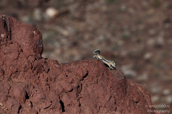 Squirrel_around_Lake_Mead_Animal_Photography_Western_Usa_Nature_Photography_Canon_EOS_R5_Mark_II_2025_005.JPG