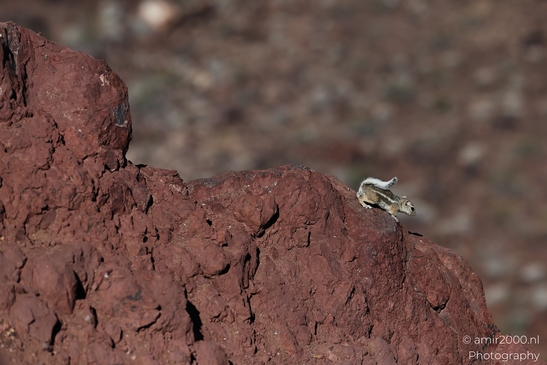 Squirrel_around_Lake_Mead_Animal_Photography_Western_Usa_Nature_Photography_Canon_EOS_R5_Mark_II_2025_006.JPG