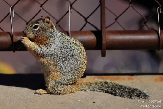 Squirrel_eating_with_paws_beside_chain_link_fence_railing_Animal_Photography_Western_Usa_Nature_Photography_Canon_EOS_R5_Mark_II_2025_002.JPG