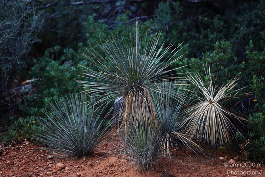 Stool_Yucca_Rosette_Sedona_Arizona_USA_Western_USA_Nature_Photography_Canon_EOS_R5_Mark_II_2025_001.JPG