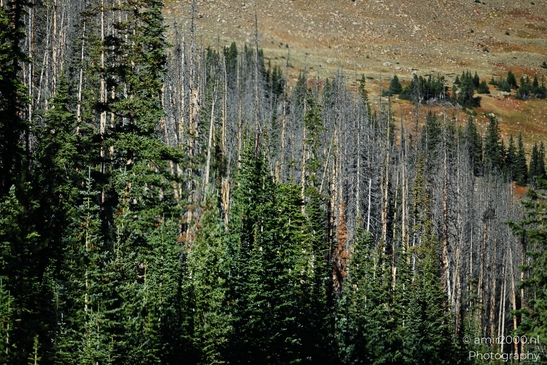 The_way_to_Trail_Ridge_Road_Rocky_Mountain_National_Park_Colorado_Western_USA_Nature_Photography_Canon_EOS_R5_Mark_II_2025_013.JPG