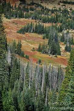 The_way_to_Trail_Ridge_Road_Rocky_Mountain_National_Park_Colorado_Western_USA_Nature_Photography_Canon_EOS_R5_Mark_II_2025_014.JPG