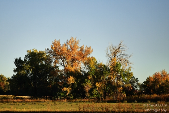 Trees_With_Autumn_Foliage_In_A_Field_Denver_Colorado_USA_Western_USA_Nature_Photography_Canon_EOS_R5_Mark_II_2025_001.JPG
