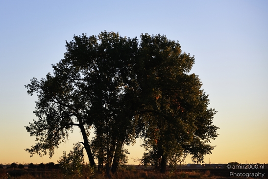 Trees in a field at sunrise Denver Colorado USA Western USA Nature Photography image from year 2025 #1