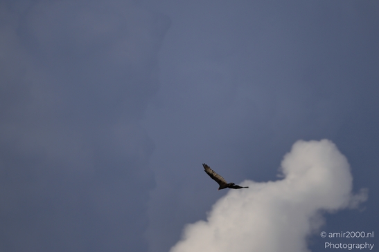 Turkey_Vulture_in_Sedona_Arizona_Birds_Photography_Western_USA_Nature_Photography_Canon_EOS_R5_Mark_II_2025_002.JPG