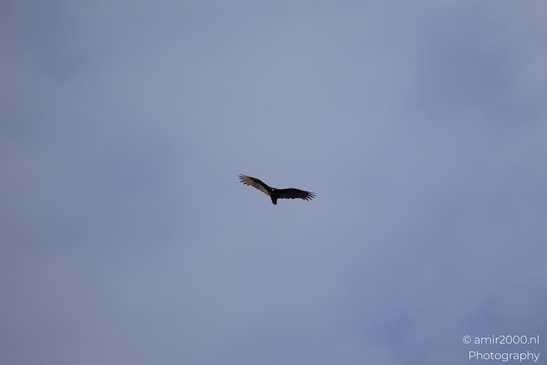 Turkey_Vulture_in_Sedona_Arizona_Birds_Photography_Western_USA_Nature_Photography_Canon_EOS_R5_Mark_II_2025_004.JPG