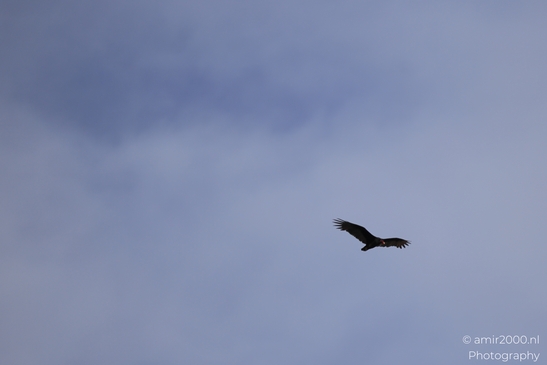 Turkey_Vulture_in_Sedona_Arizona_Birds_Photography_Western_USA_Nature_Photography_Canon_EOS_R5_Mark_II_2025_005.JPG