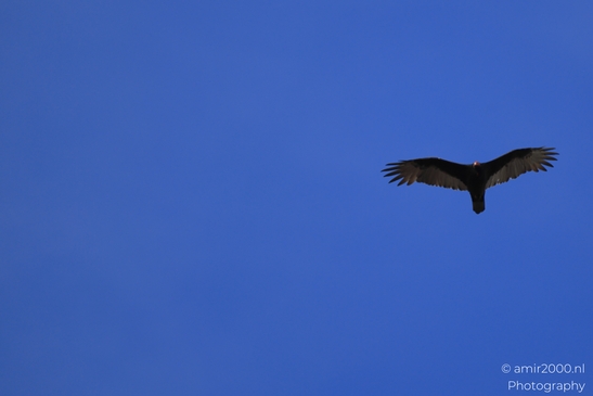 Turkey_Vulture_in_Sedona_Arizona_Birds_Photography_Western_USA_Nature_Photography_Canon_EOS_R5_Mark_II_2025_009.JPG