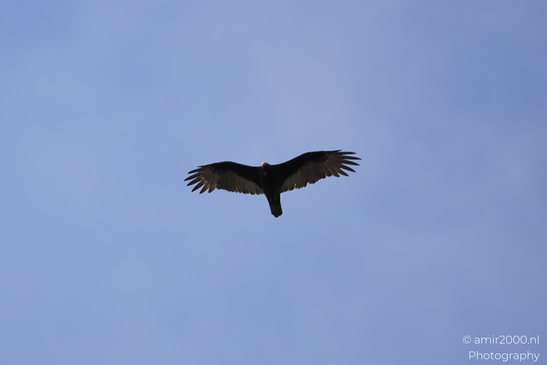 Turkey_Vulture_in_Sedona_Arizona_Birds_Photography_Western_USA_Nature_Photography_Canon_EOS_R5_Mark_II_2025_010.JPG