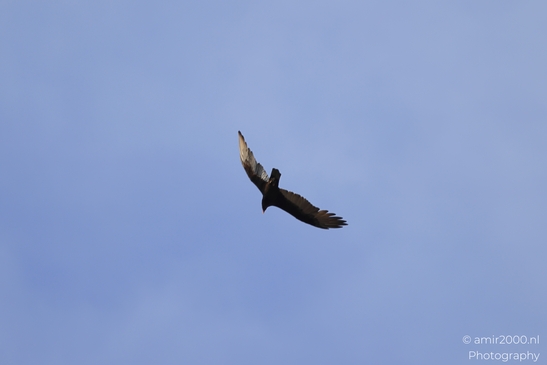 Turkey_Vulture_in_Sedona_Arizona_Birds_Photography_Western_USA_Nature_Photography_Canon_EOS_R5_Mark_II_2025_011.JPG