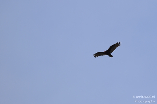 Turkey_Vulture_in_Sedona_Arizona_Birds_Photography_Western_USA_Nature_Photography_Canon_EOS_R5_Mark_II_2025_012.JPG