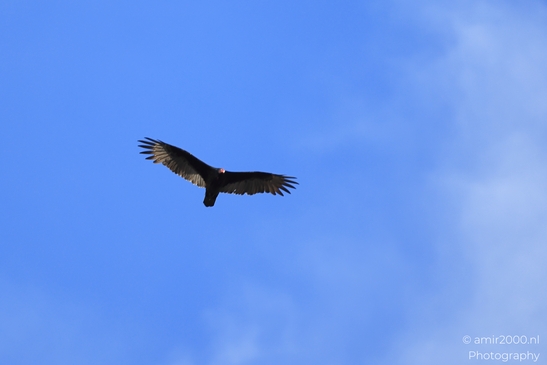 Turkey_Vulture_in_Sedona_Arizona_Birds_Photography_Western_USA_Nature_Photography_Canon_EOS_R5_Mark_II_2025_013.JPG
