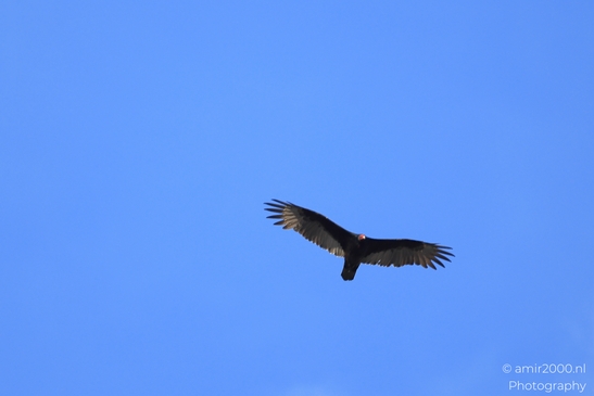 Turkey_Vulture_in_Sedona_Arizona_Birds_Photography_Western_USA_Nature_Photography_Canon_EOS_R5_Mark_II_2025_014.JPG