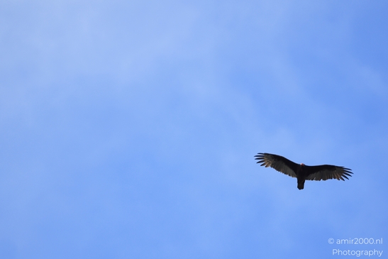 Turkey_Vulture_in_Sedona_Arizona_Birds_Photography_Western_USA_Nature_Photography_Canon_EOS_R5_Mark_II_2025_015.JPG