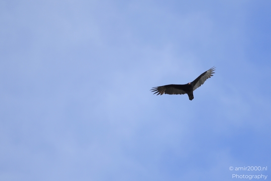Turkey_Vulture_in_Sedona_Arizona_Birds_Photography_Western_USA_Nature_Photography_Canon_EOS_R5_Mark_II_2025_016.JPG
