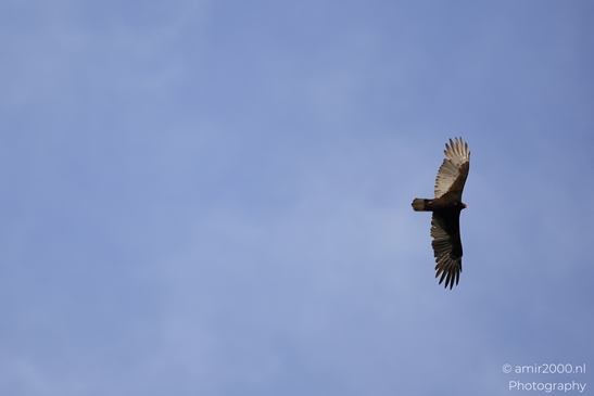 Turkey_Vulture_in_Sedona_Arizona_Birds_Photography_Western_USA_Nature_Photography_Canon_EOS_R5_Mark_II_2025_017.JPG