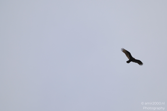 Turkey_Vulture_in_Sedona_Arizona_Birds_Photography_Western_USA_Nature_Photography_Canon_EOS_R5_Mark_II_2025_018.JPG