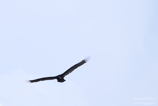 Turkey_Vulture_in_Sedona_Arizona_Birds_Photography_Western_USA_Nature_Photography_Canon_EOS_R5_Mark_II_2025_021.JPG