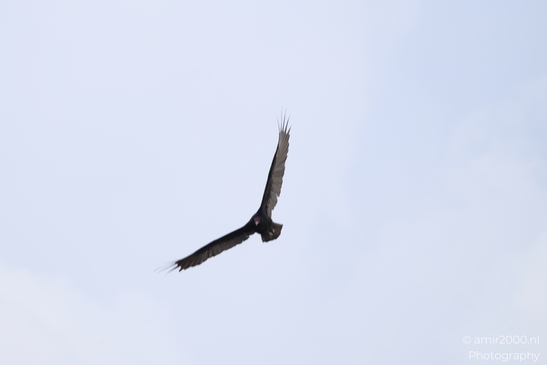 Turkey_Vulture_in_Sedona_Arizona_Birds_Photography_Western_USA_Nature_Photography_Canon_EOS_R5_Mark_II_2025_022.JPG