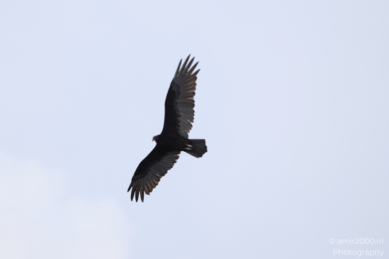 Turkey_Vulture_in_Sedona_Arizona_Birds_Photography_Western_USA_Nature_Photography_Canon_EOS_R5_Mark_II_2025_023.JPG
