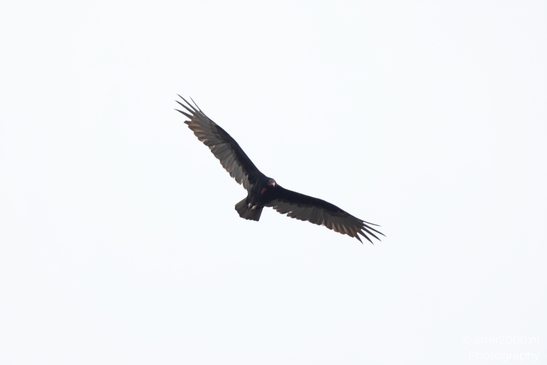 Turkey_Vulture_in_Sedona_Arizona_Birds_Photography_Western_USA_Nature_Photography_Canon_EOS_R5_Mark_II_2025_024.JPG